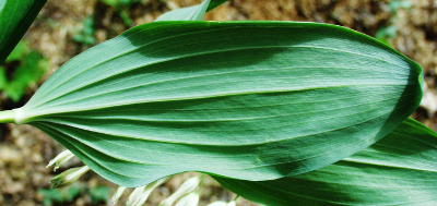 Polygonatum multiflorum, Vielblütige Weißwurz, Blattunterseite
