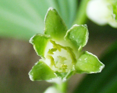 Polygonum multiflorum, Vielblütige Weißwurz, Blüte von Innen
