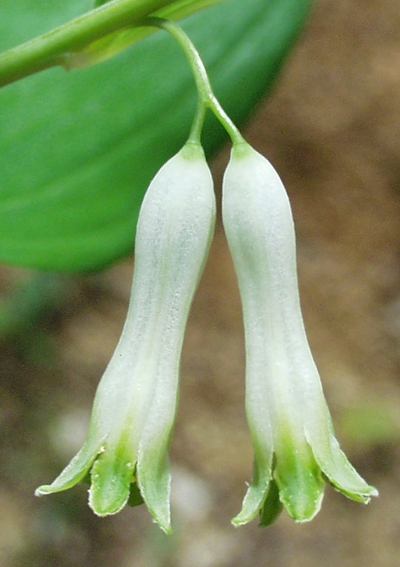 Polygonatum multiflorum, Vielblütige Weißwurz, Blüten