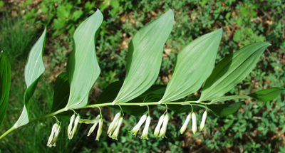 Polygonum multiflorum, Vielblütige Weißwurz, Blütenstände