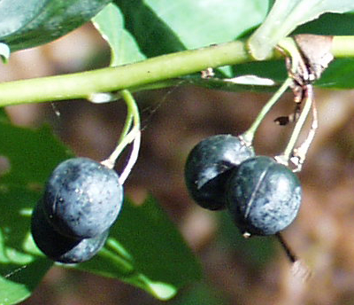 Polygonatum multiflorum, Vielblütige Weißwurz, Beeren