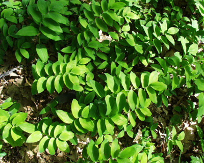 Polygonum multiflorum, Vielblütige Weißwurz