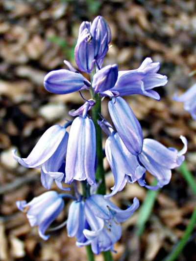 Hyacinthoides x massartiana, Bastard-Hasengl�ckchen, Habitus
