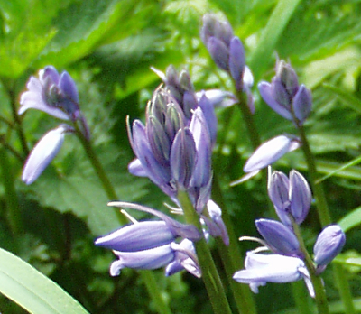 Hyacinthoides x massartiana, Bastard-Hasengl�ckchen, Knospen