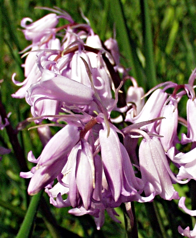 Bastard-Hasenglöckchen (Hyacinthoides x massartiana), rosafarben