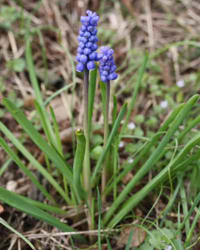 Kleine Traubenhyazinthe (Muscari botryoides)