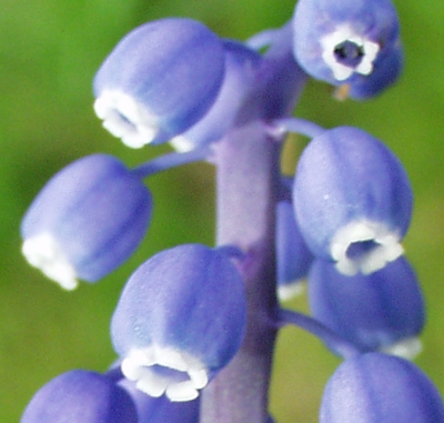 Kleine Traubenhyazinthe (Muscari botryoides), Bl�ten