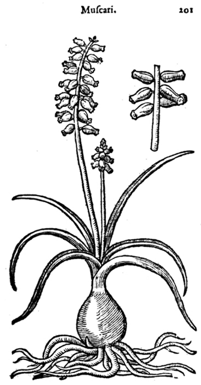Traubenhyazinthe (Muscari) - Zeichnung von Clusius