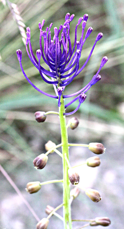 Schopfige Traubenhyazinthe (Muscari comosum)