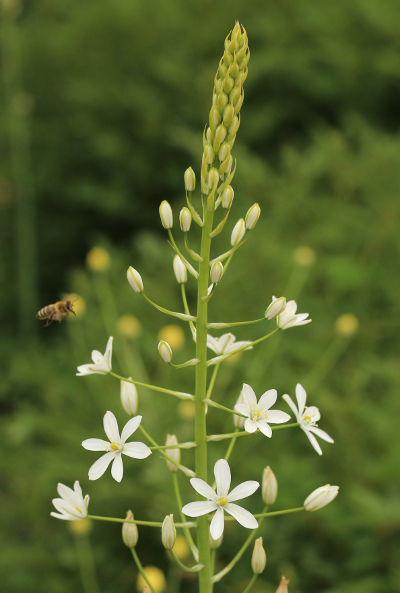 Ornithogalum magnum, Riesen-Milchstern