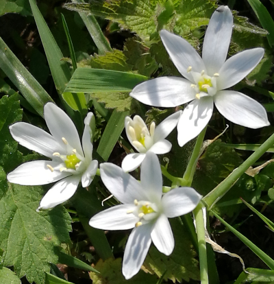 Ornithogalum magnum, Dolden-Milchstern, Blüten