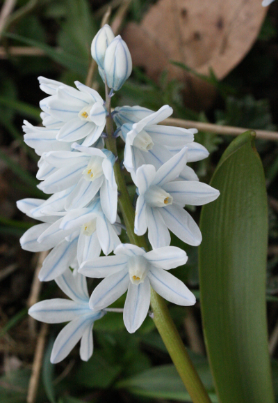 Puschkinia scilloides, Puschkinie Blütenstand