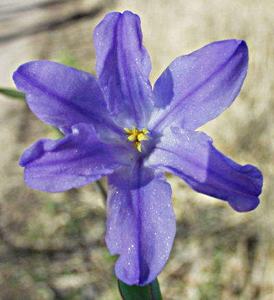 Scilla luciliae, Luzile-Blaustern
