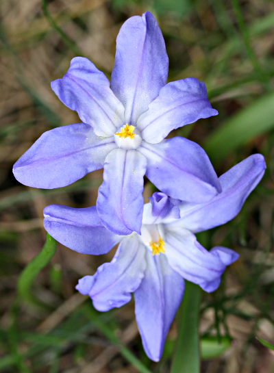 Scilla luciliae, Luzile-Blaustern, Blüten