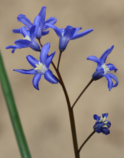 Scilla sardensis, Sardes-Blaustern