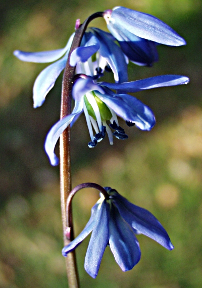 Scilla siberica, Sibirischer Blaustern, Bltenstand