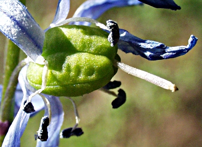Scilla siberica, Sibirischer Blaustern, Frchte
