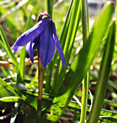Scilla siberica, Sibirischer Blaustern