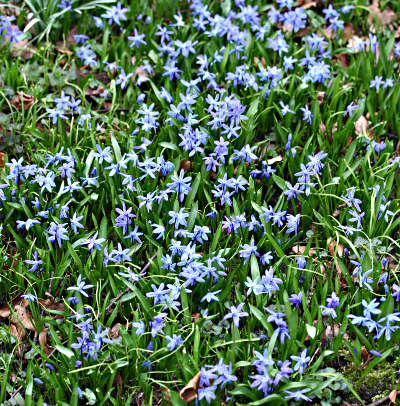 Scilla siberica, Sibirischer Blaustern