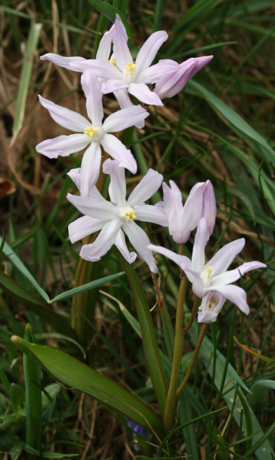 Scilla siehei, Siehe-Blaustern