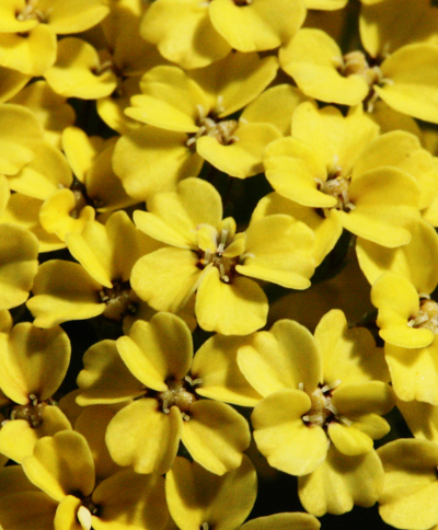 Achillea filipendulina, Goldgarbe