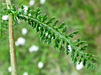 Achillea millefolium, Gewöhnliche Schafgarbe, Blatt