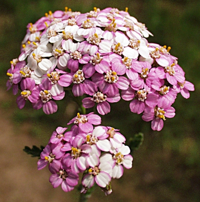 Achillea millefolium, Gewöhnliche Schafgarbe, Blütenstand