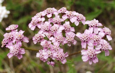 Achillea millefolium, Gewöhnliche Schafgarbe, Blütenstand