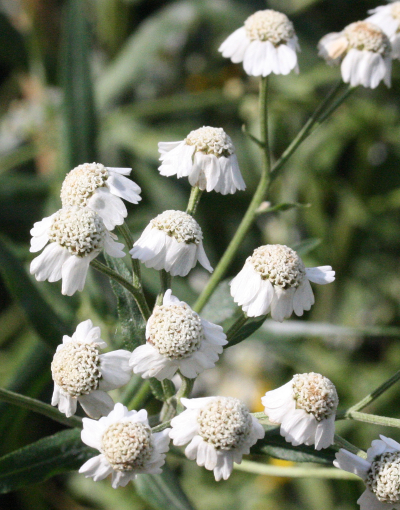 Achillea salicifolia, Weidenblättrige Schafgarbe, Blütenstand