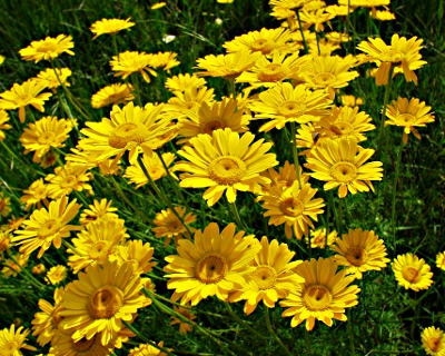 Anthemis tinctoria, Färber-Hundskamille, Blüten