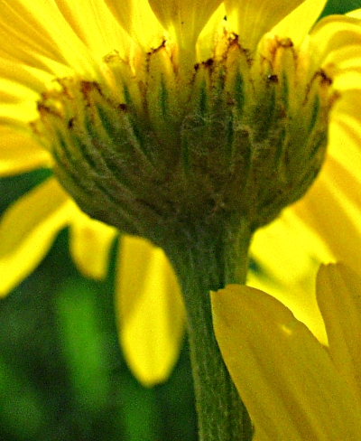 Anthemis tinctoria, Färber-Hundskamille, Hülle