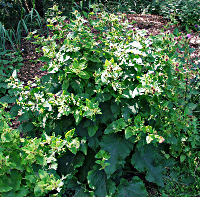 Arctium, Klette