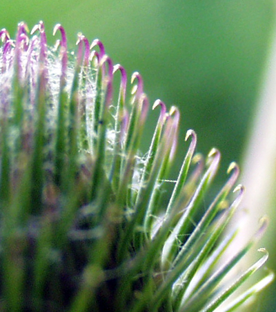 Arctium, Klette, Hllbltter