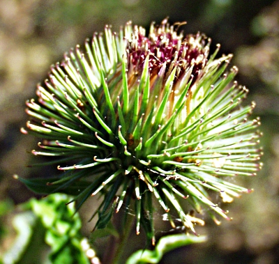 Arctium lappa, Groe Klette, Hlle