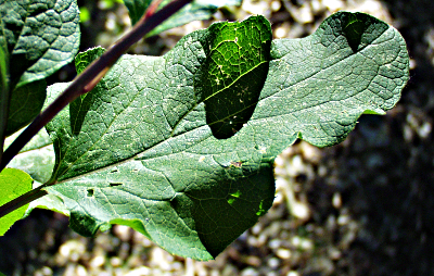Arctium lappa, Groe Klette, Blatt