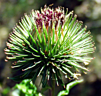 Arctium lappa, Groe Klette, Bltenstand