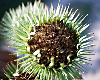 Arctium lappa, Groe Klette, Fruchtstand