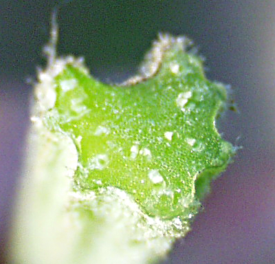 Arctium lappa, Groe Klette, Querschnitt