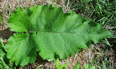 Arctium minus, Kleine Klette, Blatt