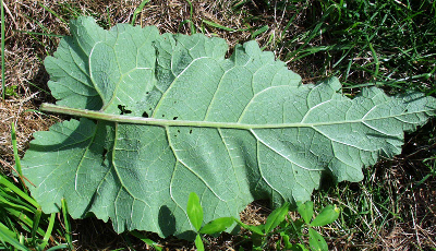 Arctium minus, Kleine Klette, Blattunterseite