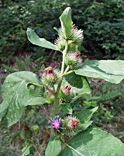Arctium minus, Kleine Klette
