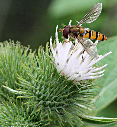 Arctium minus, Kleine Klette, Albino