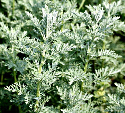 Artemisia pontica, Pontischer Beifuß