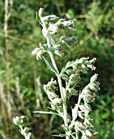 Artemisia vulgaris, Gewhnlicher Beifu, Bltenstand