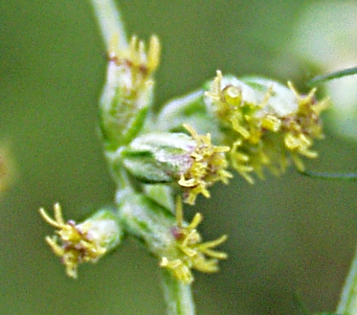 Artemisia vulgaris, Gewhnlicher Beifu, Blten