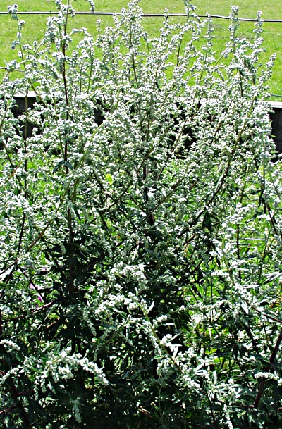 Artemisia vulgaris, Gew�hnlicher Beifu�