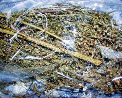 Artemisia vulgaris, Gew�hnlicher Beifu�, getrocknet