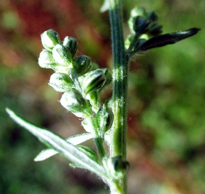 Artemisia vulgaris, Gew�hnlicher Beifu�, Knospen