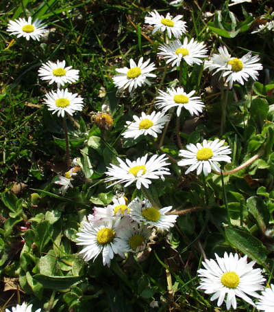 Bellis perennis, Gänseblümchen