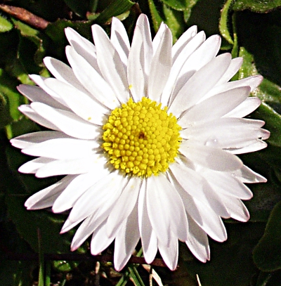 Bellis perennis, Gnseblmchen
